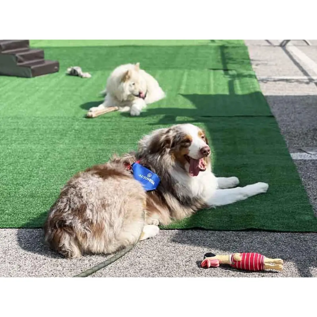 immagine di galleria